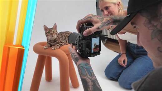 "Catmodel Contest 2025": Welche Katze hat das Zeug zum Cover-Star?