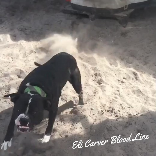 REAL APBT💯 . . . #bropit #americanpitbullterrier #apbt #ukc #adba #pitbull #sportingukc #workingdog #workingbulldogs #sportingdog #sportingpitbull #americanpitbullterrieritalia #pit #pitbulllife #pitbulllove #pitbulltradicional #americandogsbreedersassociation #dogfamily #doglife #doglover #dogdays #dogslife #mydog #gamedog #gamebreed #bulldog #fyp #pitbullasia #pitbullindonesia #pitbullmanado @sorotan | Bropit Gamedog