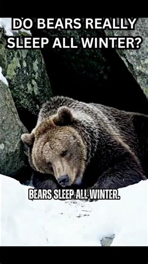 Bears Don’t Actually Hibernate 🐻