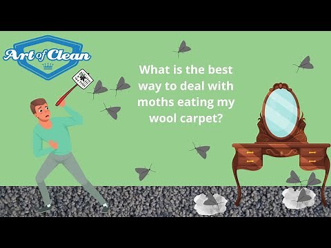 What is the best way to deal with moths eating my wool carpet?