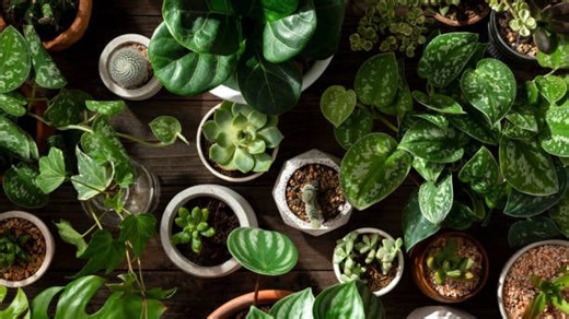 Houseplants that can survive in windowless rooms