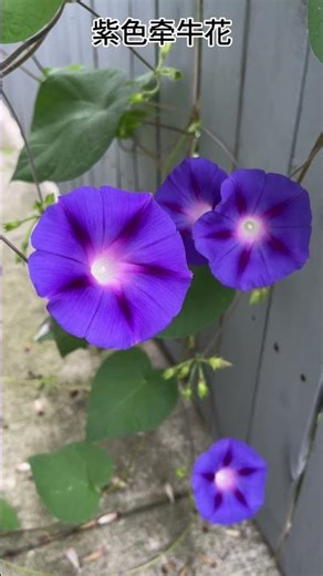 shorts: 紫色牵牛花, purple morning glory