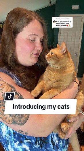 Meet My Adorable House of Six Cats! 🐱🏠