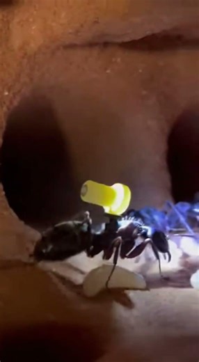 Ant POV: Documentary Micro Camera Journey Inside a Giant Underground Colony 🐜🎥