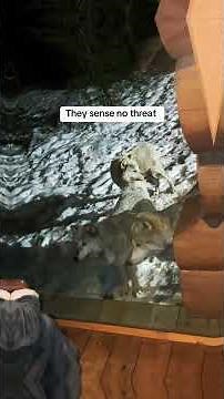 The whole wolf pack is here wolf wolf cabin🐺 | Beast Bond" #wolflovers