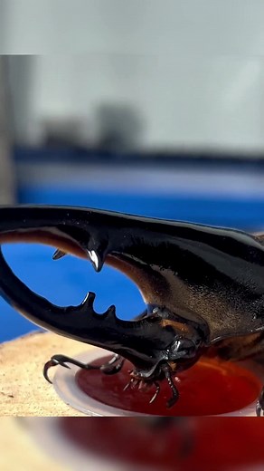 Discover the Fascinating World of Cephalopods