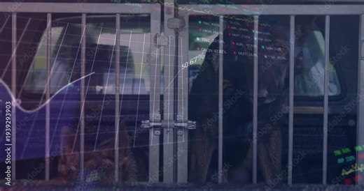 At 3-second mark 3D grid chart animating across crate displaying market trends while dogs observing