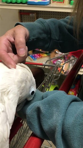 Cockatoo Shopatoo - Benji helps Jenn tackle her fear of birds...