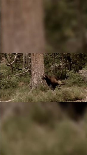 Wolverine: The Fearless Glutton of the North! 🤯