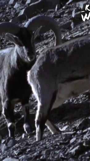 Younger bighorn sheep learn by watching the dominant males. An interesting way they learn is by studying female urine to determine when the female bighorn sheep are ready to mate. #BighornSheep #AnimalBehavior #Wildlife #Mating #Nature | Real Wild