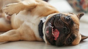 Pet scams have spiked during the pandemic