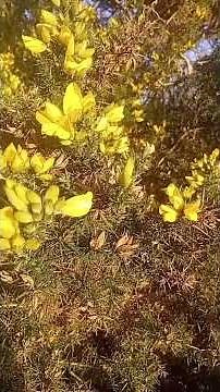 Gorse Medicinal Uses – Is Gorse Poisonous?