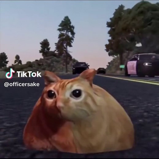 Funny Cat Police Chase Memes Compilation