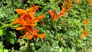 Cape Honeysuckle (Tecomaria capensis) orange flowers in tropical garden of Tenerife,Canary Islands, Spain.Native region for this shrub is in South Africa.Floral background,4K Stock Video