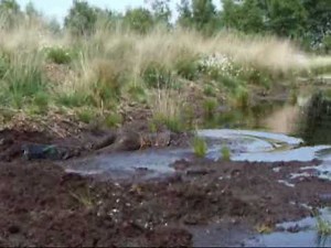 Das norddeutsche Schlammschwein