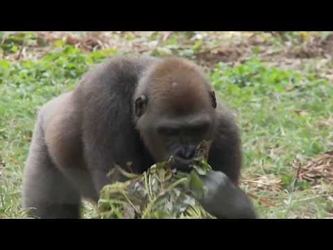 Cross River Gorilla Conservation