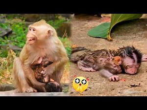 A mother monkey is taking care of her newborn baby monkey; the baby monkey is so cute