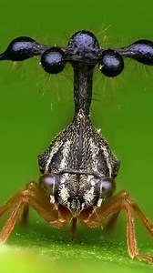 Châu chấu Brazil (Brazilian Treehopper) là một loài côn trùng khá phổ biến, chủ yếu sống trong rừng nhiệt đới, có lẽ là một trong những sinh vật có ngoại hình kỳ quái nhất trên hành tinh. Chúng có kích thước cỡ chỉ hạt đậu, chủ yếu chỉ gặm lá trên ngọn cây. Tuy nhiên, thứ khiến chúng ta "sởn gai ốc" khi chứng kiến chính là vật thể kỳ lạ nằm trên đầu của nó. Đó giống như một "chiếc mũ", được tạo thành từ bốn quả cầu vỏ kitin và bao phủ bởi nhiều sợi lông, khiến loài côn trùng nhỏ bé này trông giố