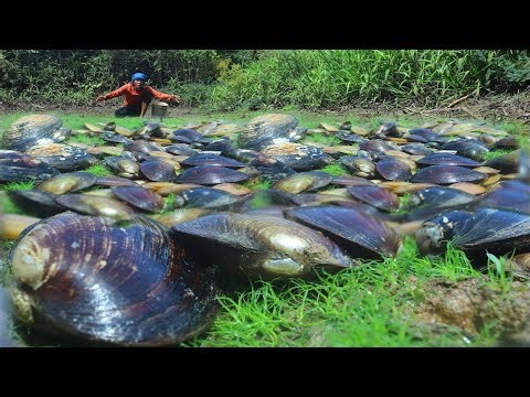 Season Catch Clams Dry Water in Big Lake With A Fisherman Skill