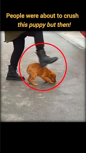 people were about to crush this puppy 🥺 #shorts #shortvideo