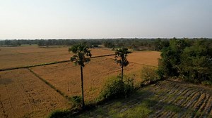 Rice, Field, Agriculture