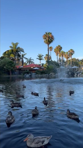 Paradise Island, San Diego 🏝️ #paradiseisland #paradise #sd #sandiego #duck #ducks #waterfountain #nature #palmtree #missionbay #view | The Best of San Diego