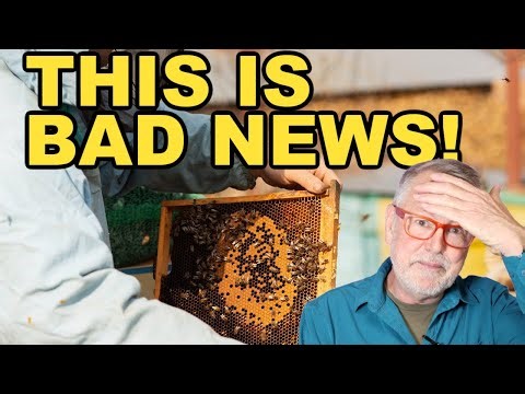 Beekeeping | Spring Deadly Disease & How To Spot It!