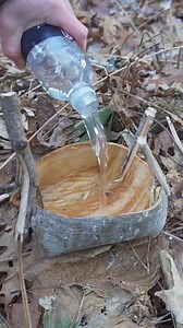 3.5M views · 73K reactions | 4 Survival Uses of Eastern White Pine Trees #foraging #plants #survival #bushcraftskills #bushcrafting | Son of a Bear Herbs | Facebook