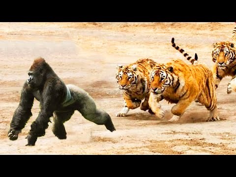 TIGRE vs GORILA | ¿Quién Ganaría? | EPIC VERSUS 🦍🆚🐯