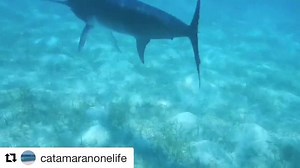 84K views · 453 reactions | Swordfish in 6ft of water today near Williams Cay, #Exuma  Thanks for sharing Catamaran One Life | Bahamas Sport Fishing Network | Facebook