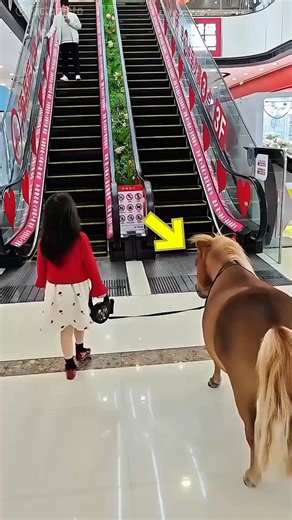 "Girl Takes Her Horse on a Mall Adventure! 🐴� shopping"#funny #horse #girl