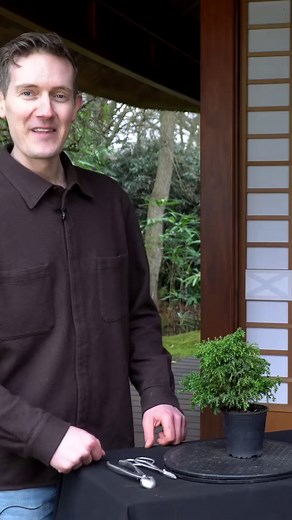 We transform this Cedar Bonsai (Cryptomeria) in this short video. Subscribe now to see future updates! #bonsai #tree | Bonsai Empire