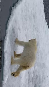 As a responsible polar operator, we always follow strict guidelines on maintaining distances from wildlife. On some occasions, such as in the sea ice, wildlife encounters can be even more dynamic and spectacular due to weather, wildlife, and movement limitations of our vessel. This was the case with this recent close encounter with a polar bear, which approached Plancius at 82° N. While not usual, this encounter was too special not to share! 🐻‍❄️ 🎥 by Volodymyr Cherednychenko | Oceanwide Exped