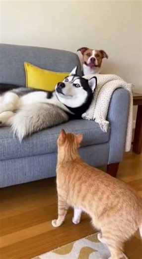 Husky with kitten gets a hilarious surprise from cat!