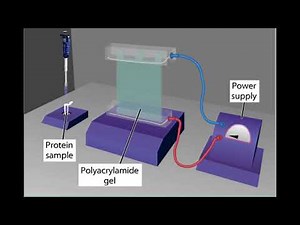 SDS-PAGE Explained | Separation of Proteins Based on Molecular Weight