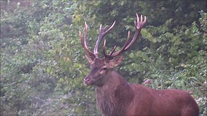 15K views · 540 reactions | quelques cerfs filmés de très prêt pendant le brame compile de Gaetan martin ... n'esitez pas a liker Vidéos de chasse pour pouvoir voir les prochaines vidéos ;) | Vidéos de chasse | Facebook