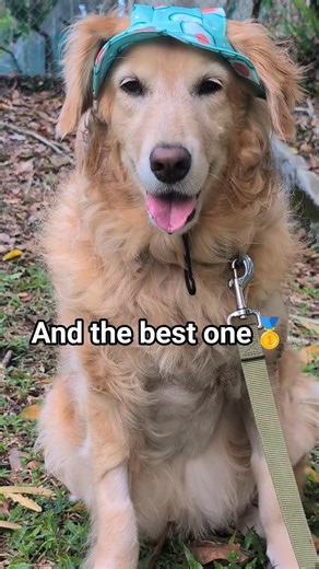 You Can Change My Name! 💬😁 #dog #dogs #dogshorts #shorts #goldenretriever #cutedog #funny