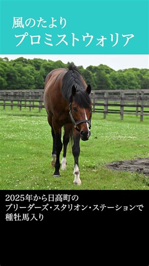【風のたより】プロミストウォリア