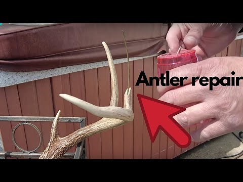 Antler repair and restoration. Repairing broken antler tines. #outdoorlife #deer #diy