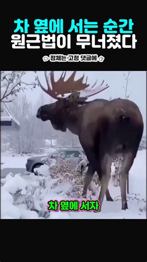 자동차 옆에 서자 원근법이 무너졌다, 700kg 말코손바닥사슴의 진짜 크기