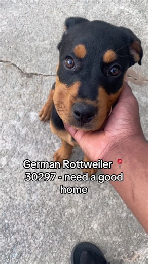 Adopt a 3-Month-Old Female German Rottweiler
