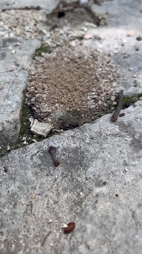 See how a golden digger wasp excavates its nest! | Forest Preserve District of DuPage County