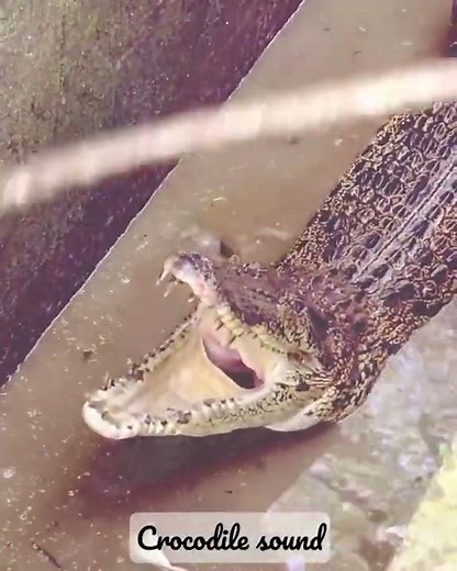 Angry crocodile roar like dinosaurs | Crocodile sound/bellow/growl | Bunyi buaya | 鳄鱼像恐龙一样的叫声