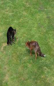 334K views · 2.6K reactions | Fox trie Attacks Cat | Hugh Best | Facebook