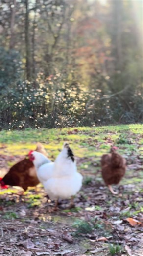 Creating Your Dream Cottagecore Space