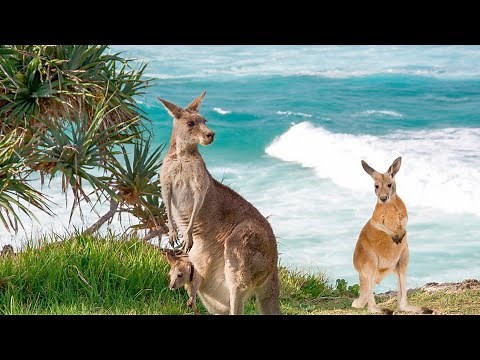 Jump into the World of Kangaroos: The Bouncing Wonders of Australia.
