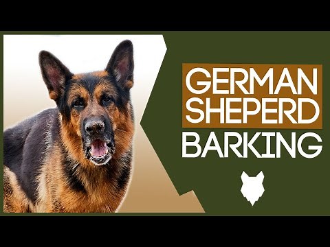 GERMAN SHEPHERD TRAINING! My German Shepherd Won't Stop Barking!