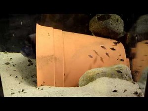 Successful Frontosa Breeding