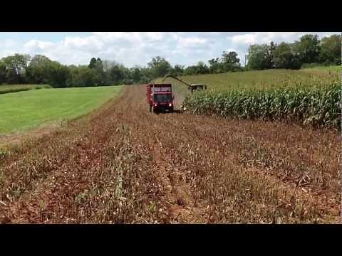 Chopping BMR Forage Sorghum