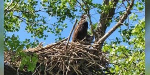 Concern expressed after tree taken down in which eagles nested